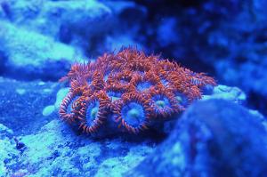 Morgan Reef Thumbnail