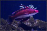 Longfin Fairy Wrasse