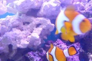 Ocellaris Clownfish Thumbnail