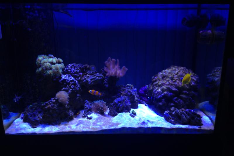 150 Mixed Reef Thumbnail