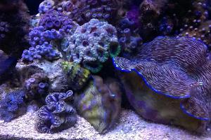 IM Nuvo 24 Saltwater Tank Thumbnail