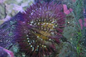 Purple Short Spine Pincushion Urchin Thumbnail