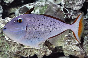 Red Tail Triggerfish / Xanthichthys sp 4