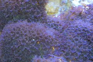 Smooth Encrusting Montipora Coral Thumbnail