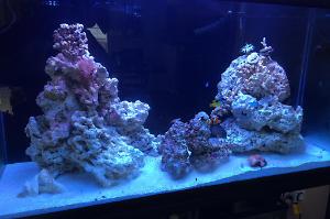 120 Gallon Mixed Reef Thumbnail