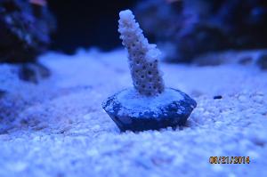 Acropora millepora Thumbnail