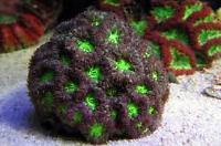 Big Polyp Blastomussa Coral Thumbnail