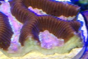 Brain Worm Platygyra Coral Thumbnail