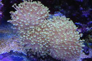 Flower Pot Coral - Alveopora Thumbnail