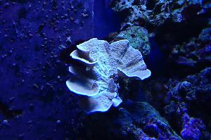 Branched Montipora Coral Thumbnail