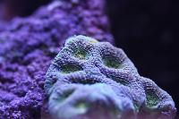 Brain Coral Favites Thumbnail