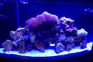 Dining Room Reef Thumbnail