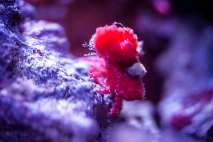 Itty Bitty Red Decorator Crab