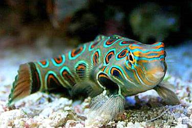 Spotted Mandarin / Synchiropus picturatus 224