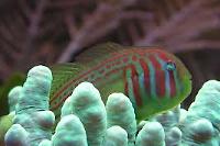 Clown Goby Green Thumbnail