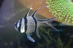 Banggai cardinalfish Thumbnail