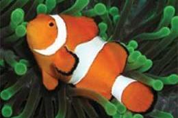 Ocellaris clownfish Thumbnail