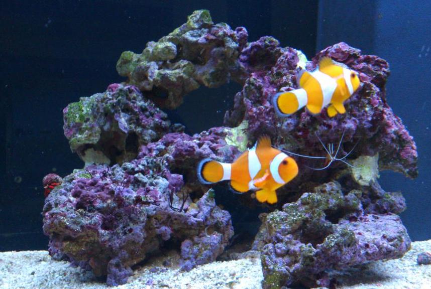 Ocellaris Clownfish