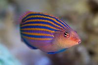 Six Line Wrasse Thumbnail