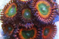 Assorted Zoas Thumbnail