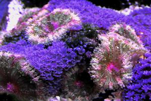 Mini Carpet Anemone Thumbnail