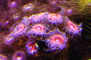 Armor of God Zoanthid Thumbnail