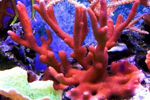 Pink Branched Montipora Thumbnail