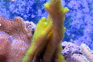 green Branched Montipora Thumbnail