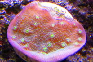 hollywood stunner Chalice Coral Thumbnail