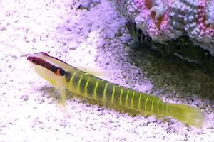 Greenbanded Goby Thumbnail