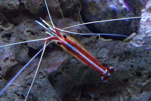 Skunk Cleaner Shrimp Thumbnail