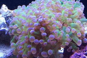 Frogspawn Coral - Branched Thumbnail