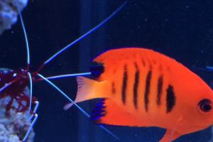 Flame Angelfish Thumbnail