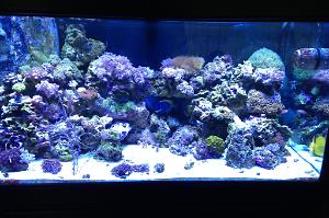 Daves Reef Thumbnail