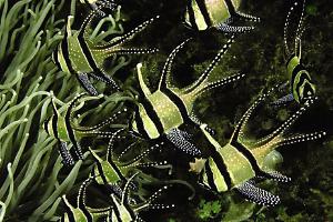 Small Banggai Cardinalfish Thumbnail