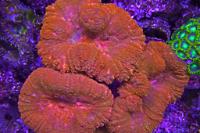 Button Coral Scolymia Thumbnail