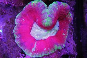 Brain Coral Trachyphyllia Thumbnail