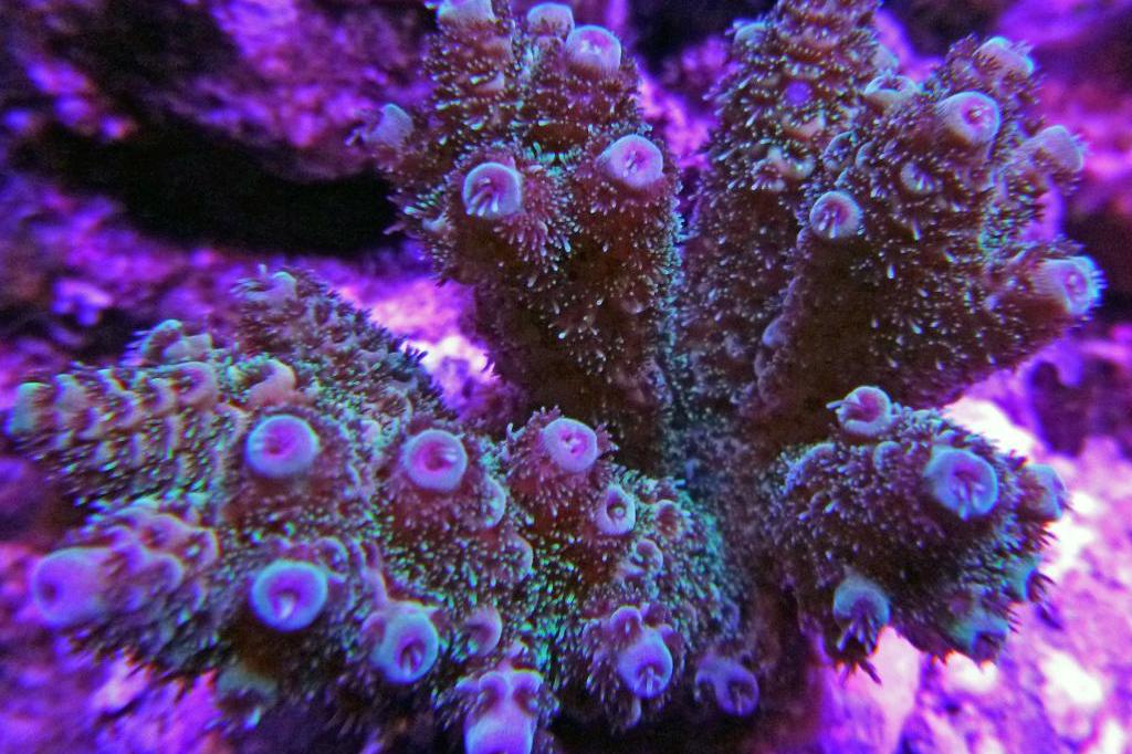 Tenuis Acropora Coral / Acropora tenuis 218