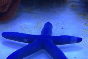 Linckia Sea Star Thumbnail