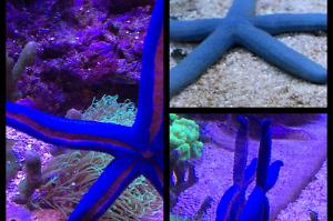 Blue Linckia Sea Star Thumbnail