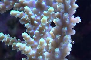 Acropora Horrida Thumbnail