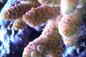 Acropora millepora Thumbnail