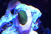 Montipora sp Thumbnail