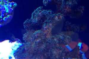 Pocillopora Thumbnail