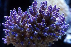 Valida Acropora Coral