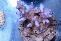 Acropora Loripes Thumbnail