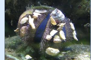 Blue Tuxedo Urchin Thumbnail