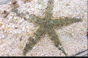 Indo-pacific Beach Star Thumbnail