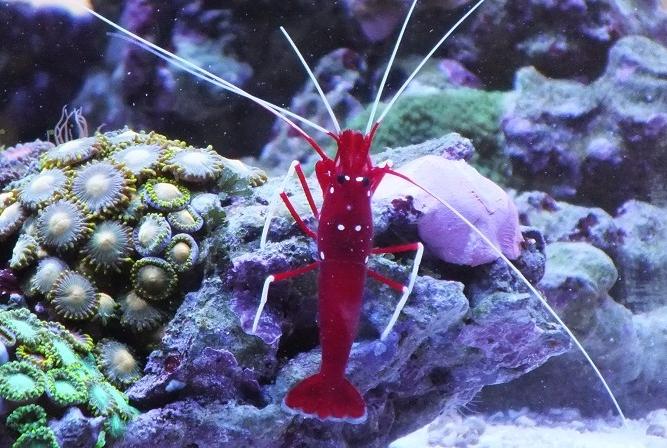 Blood Red Fire Shrimp