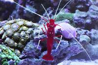 Blood Red Fire Shrimp Thumbnail